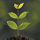 高機能植物活性剤「サーモザイム」
