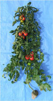 Dトレイで栽培されたトマト